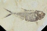 Fossil Fish Plate (Diplomystus & Knightia) - Wyoming #93997-2